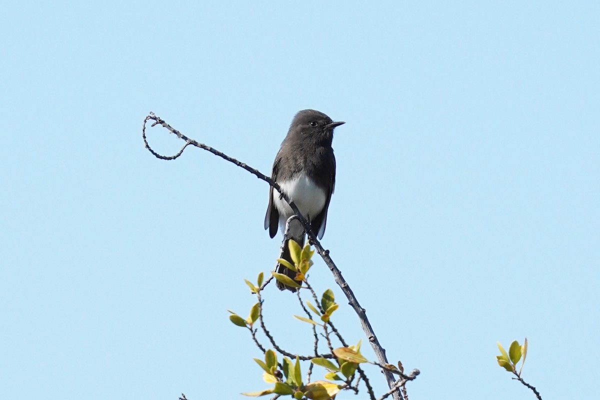 Black Phoebe - ML645030750