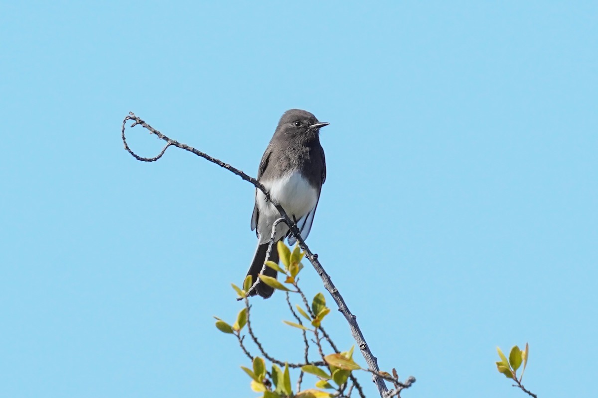 Black Phoebe - ML645030751