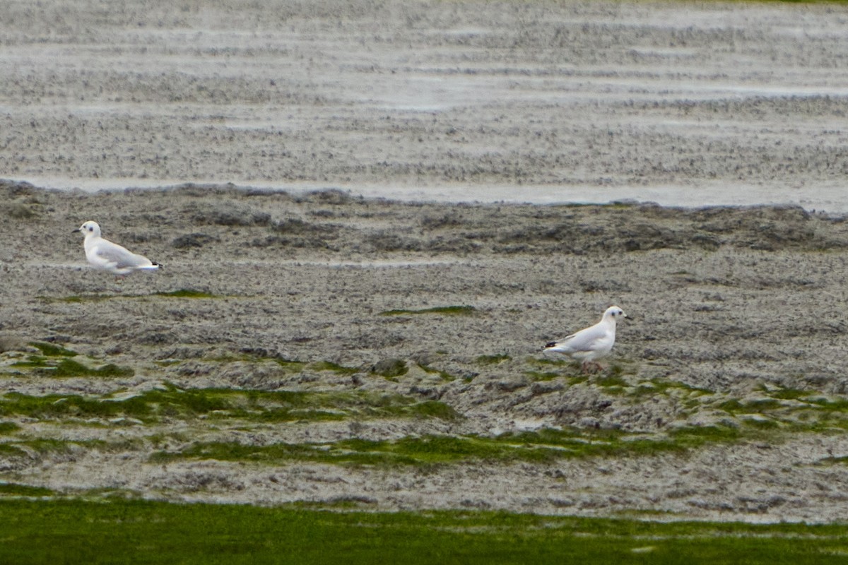 Bonaparte's Gull - ML645030752