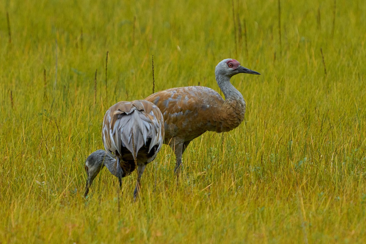 Sandhill Crane - ML645030753