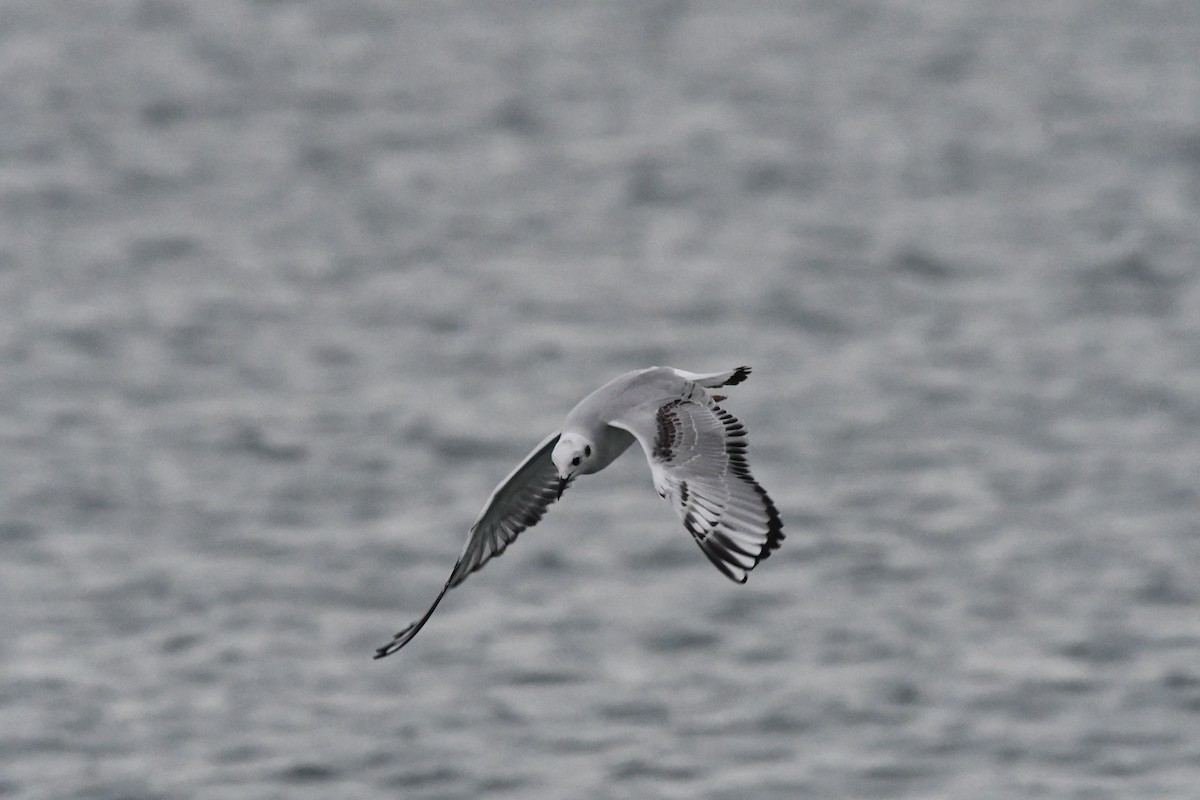 Bonaparte's Gull - ML645030754