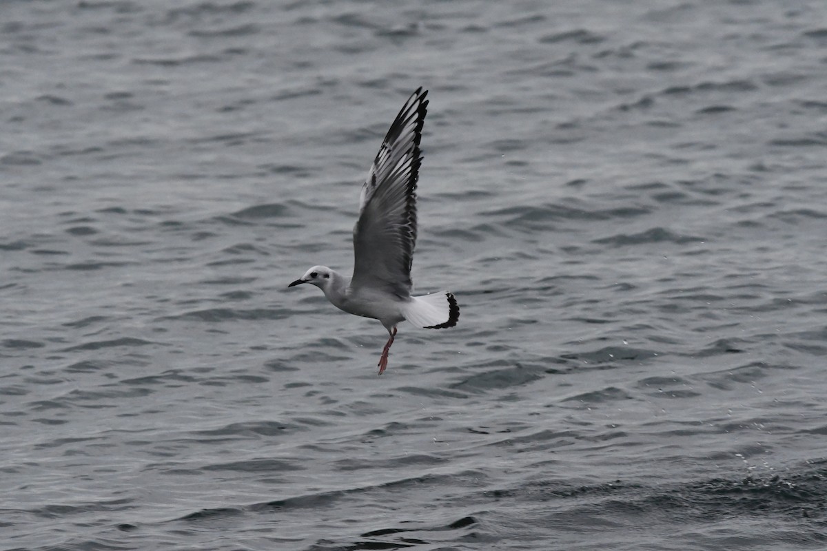 Bonaparte's Gull - ML645030755