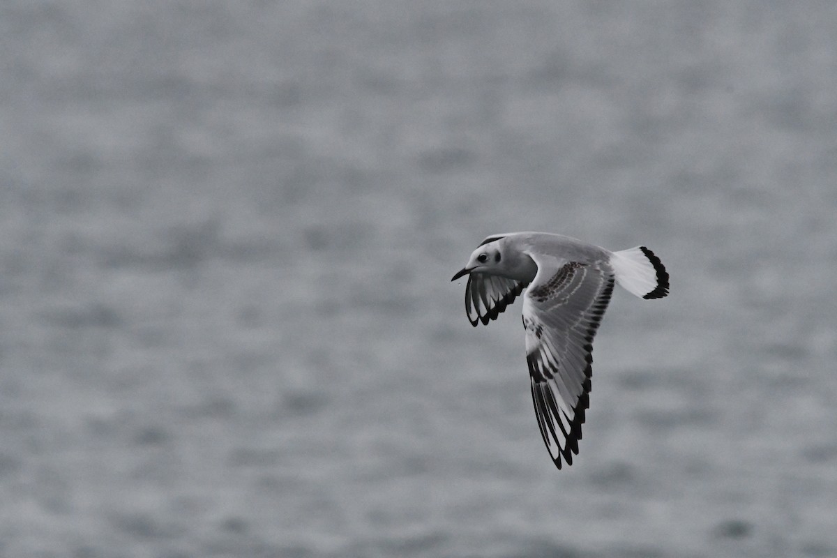 Bonaparte's Gull - ML645030756