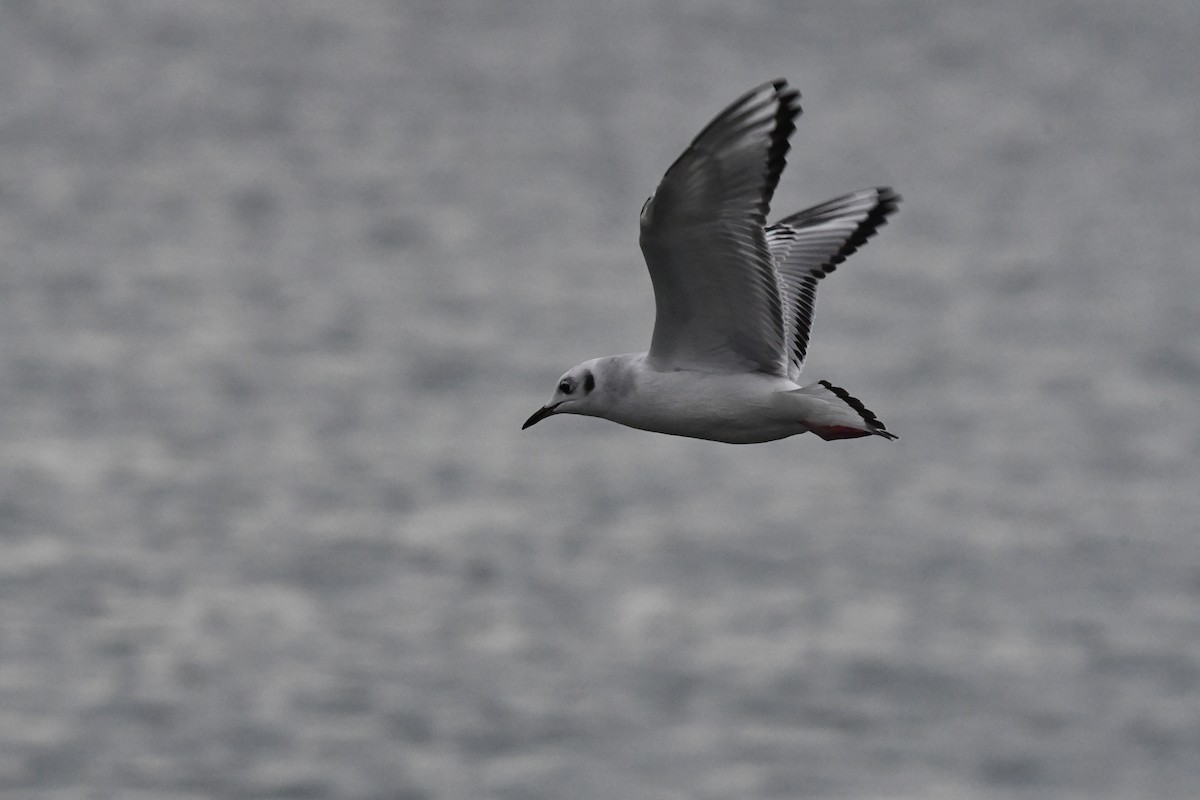 Bonaparte's Gull - ML645030757