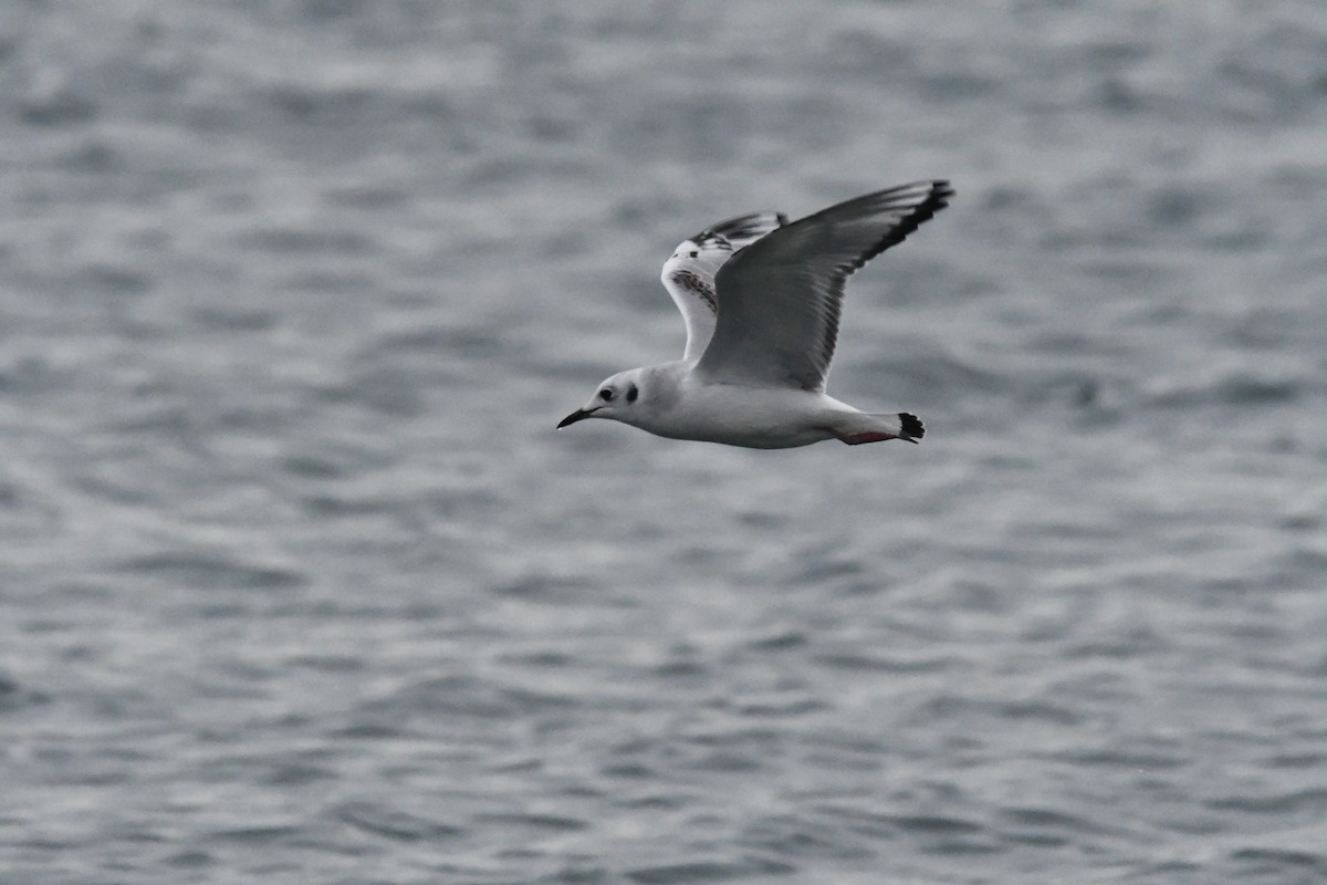 Bonaparte's Gull - ML645030758