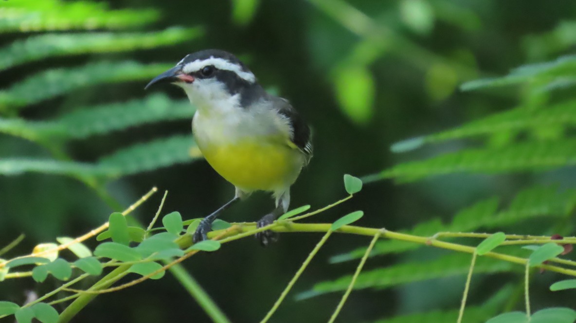 Bananaquit (Bahamas) - ML645030762