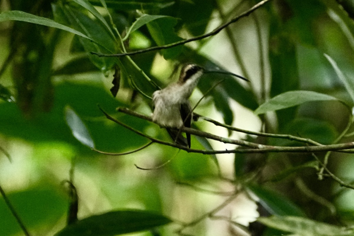 Pale-bellied Hermit - ML645030764