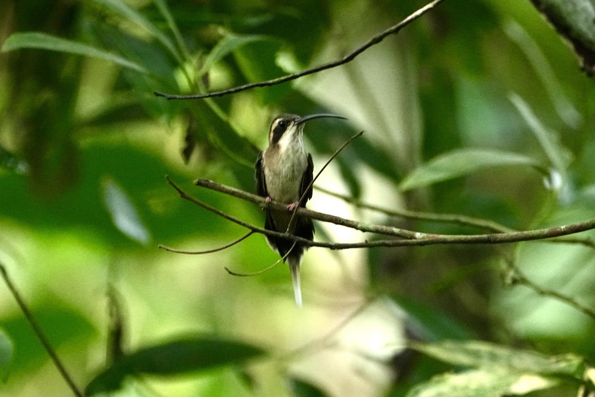 Pale-bellied Hermit - ML645030765