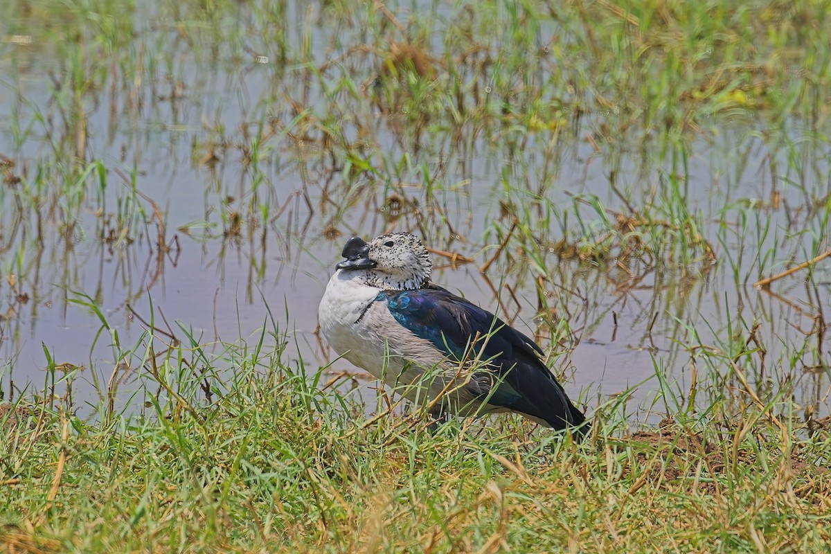 Knob-billed Duck - ML645030767