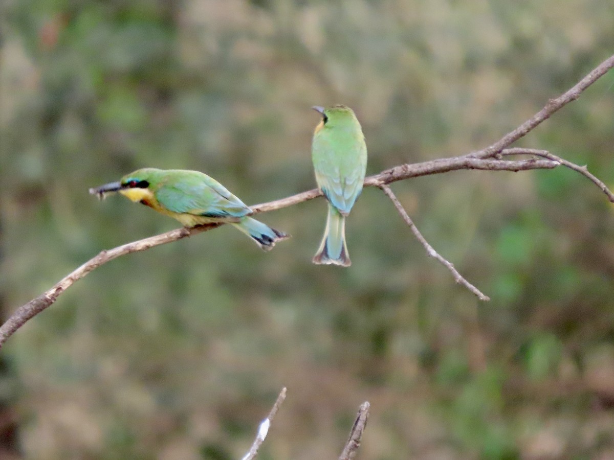 Little Bee-eater - ML645030768