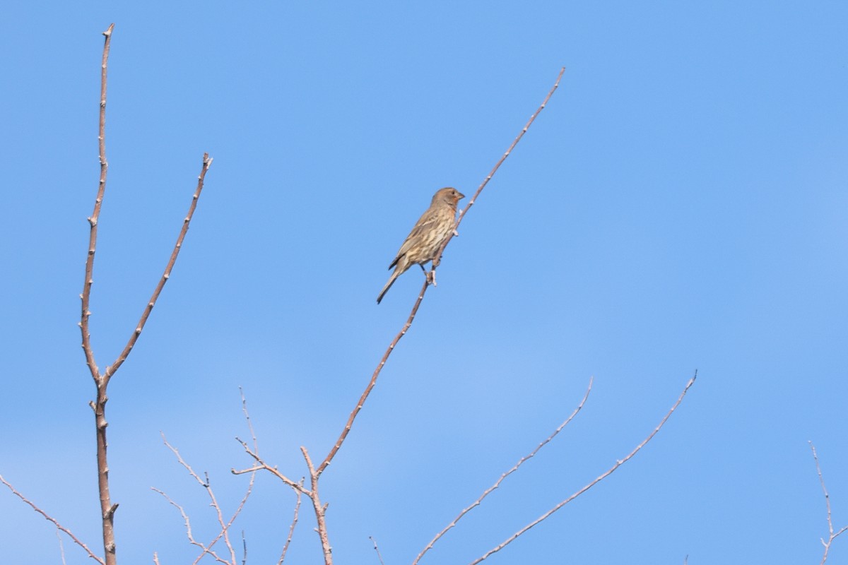 House Finch - ML645030769
