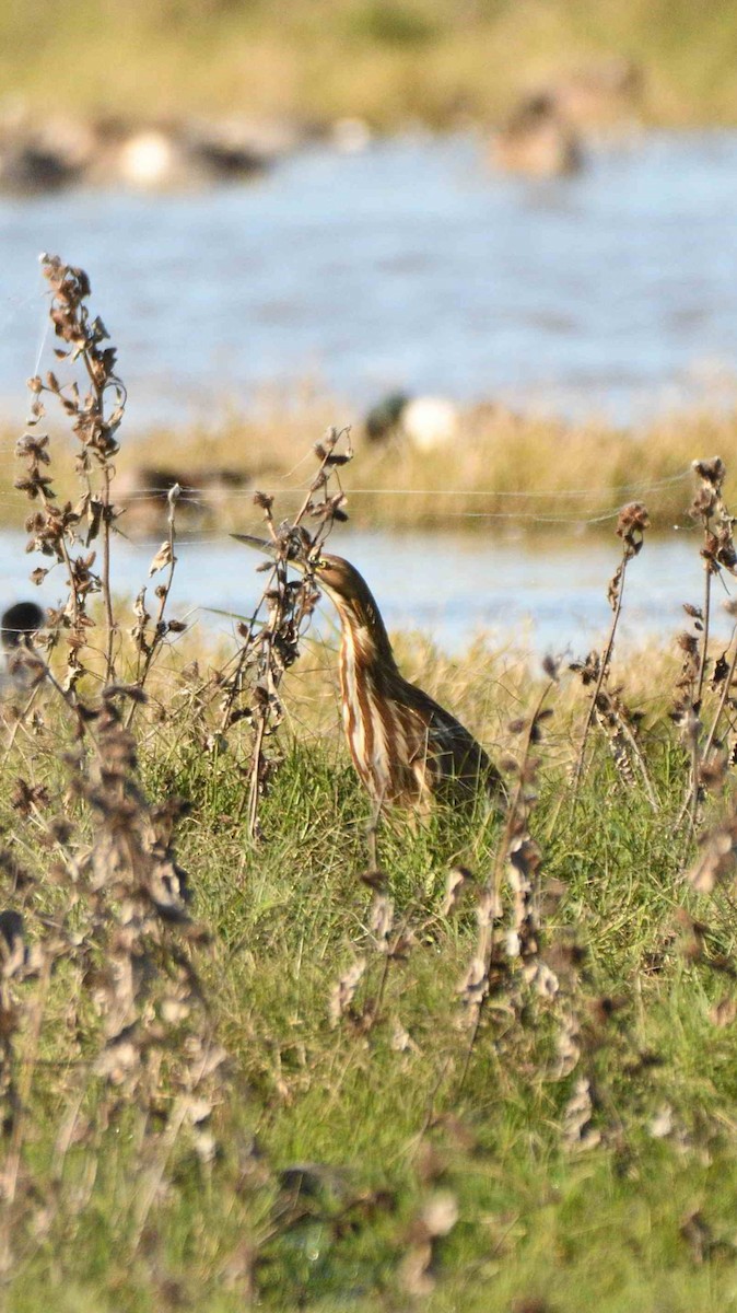 American Bittern - ML645030771