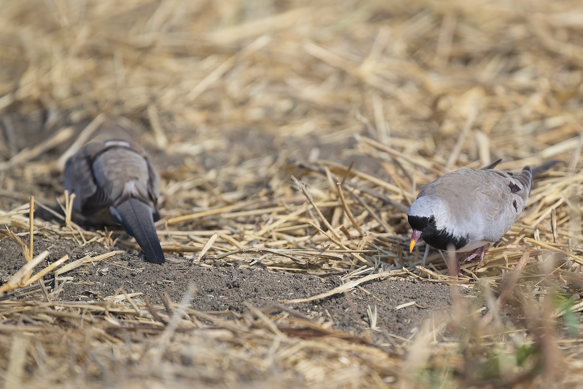 Namaqua Dove - ML645030772