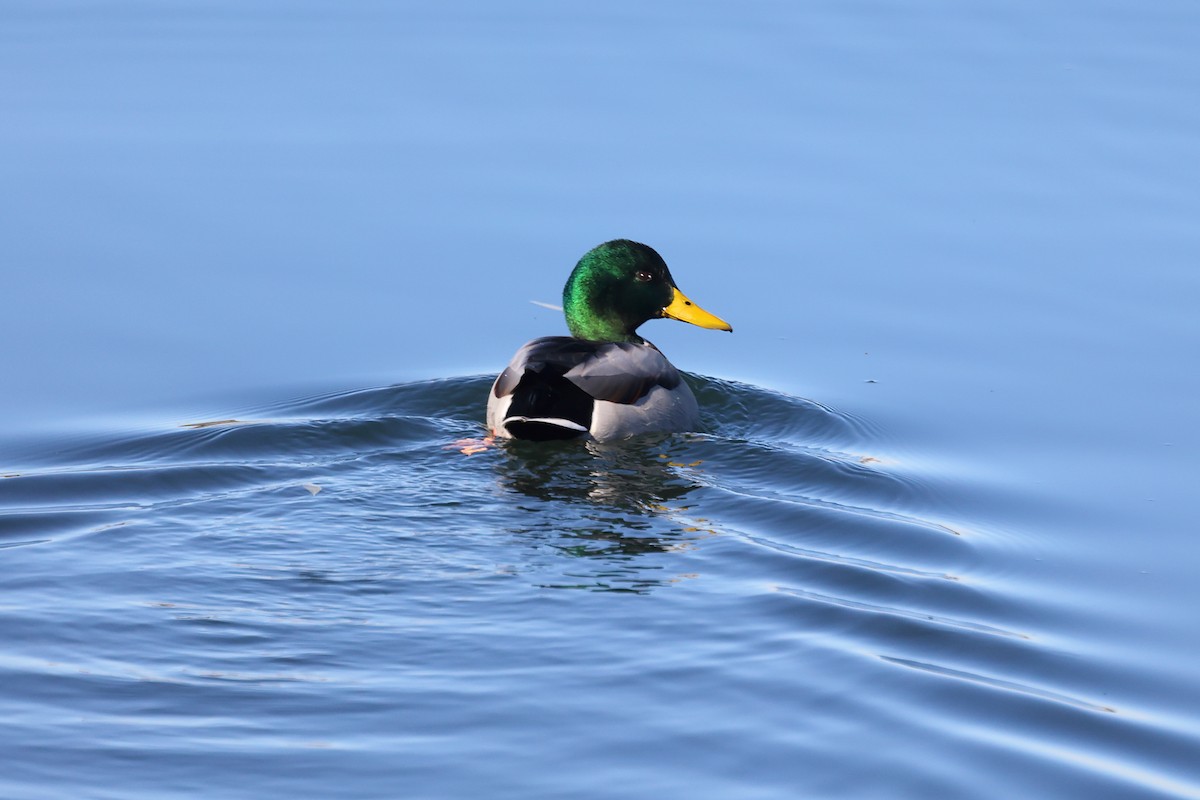 Mallard - ML645030773