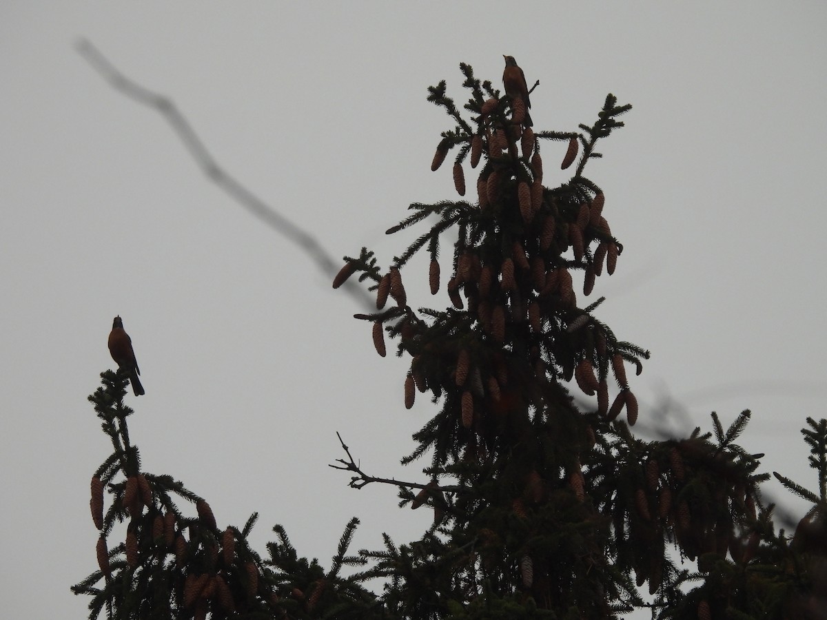 American Robin - ML645030774