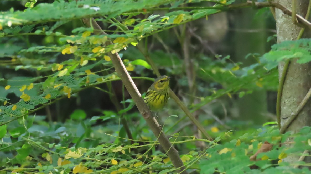 Cape May Warbler - ML645030776