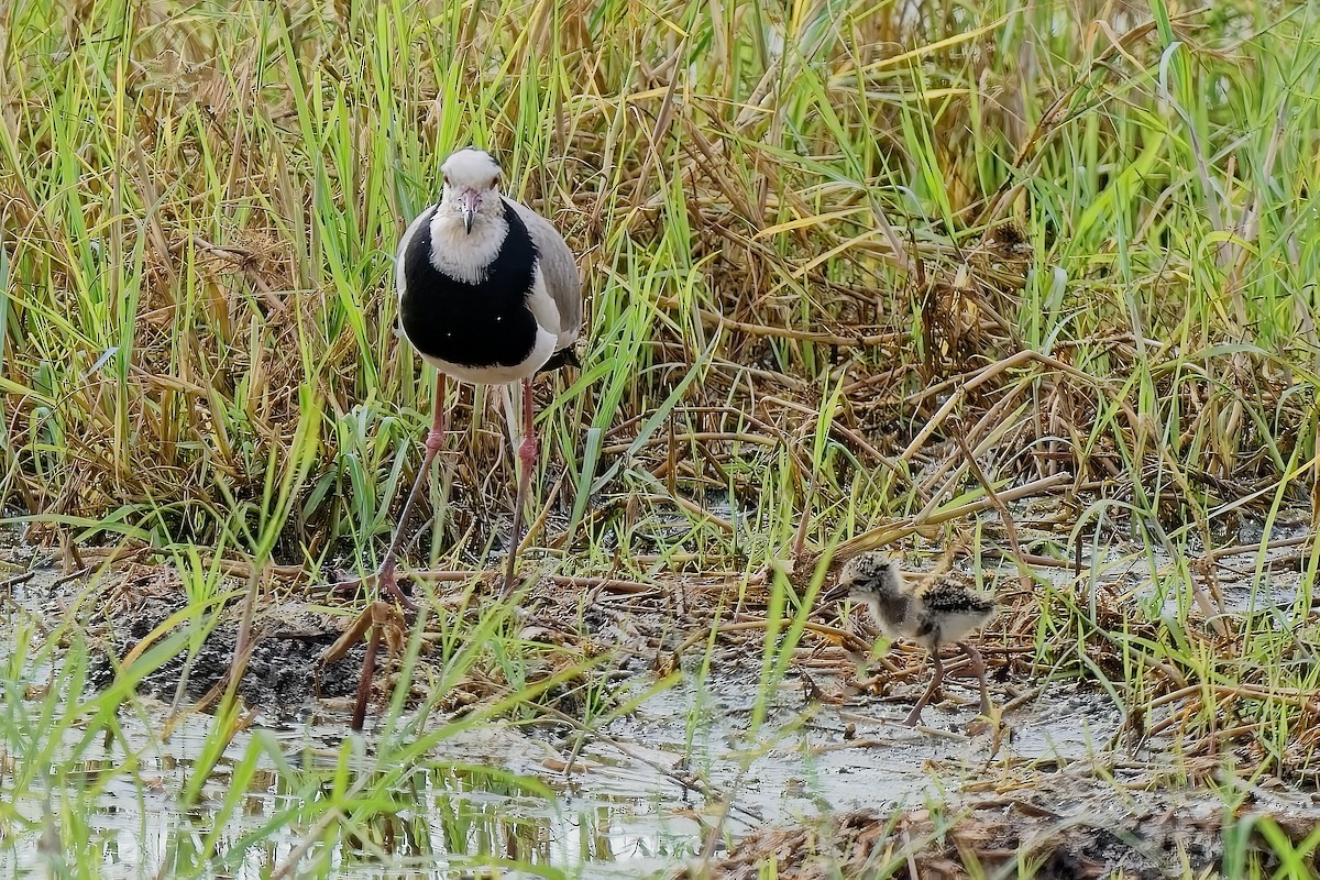 Long-toed Lapwing - ML645030777