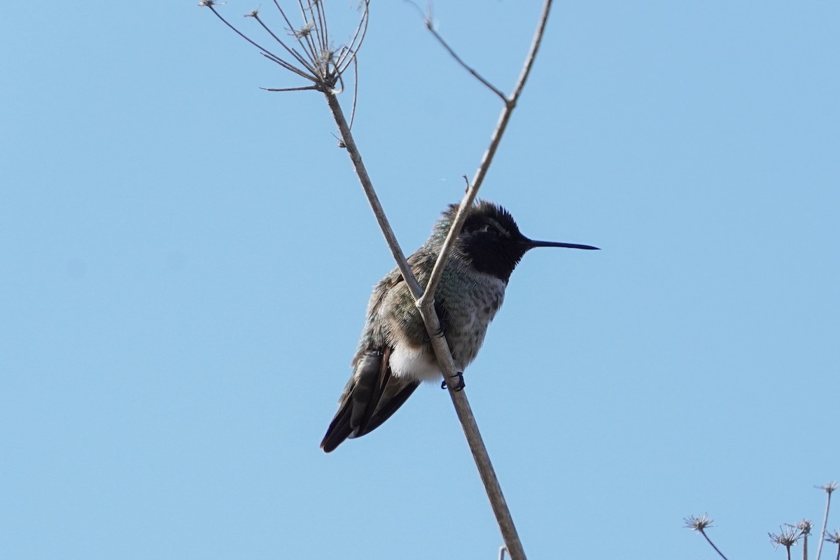 Anna's Hummingbird - ML645030779