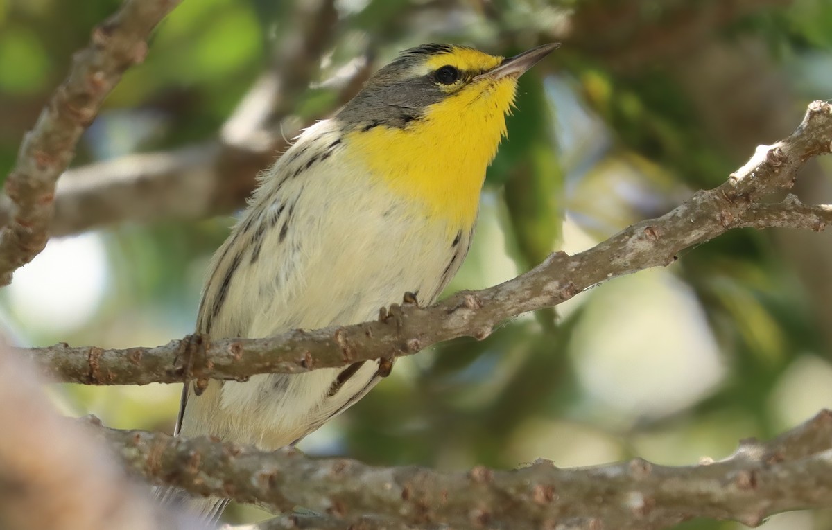 Grace's Warbler - ML645030783