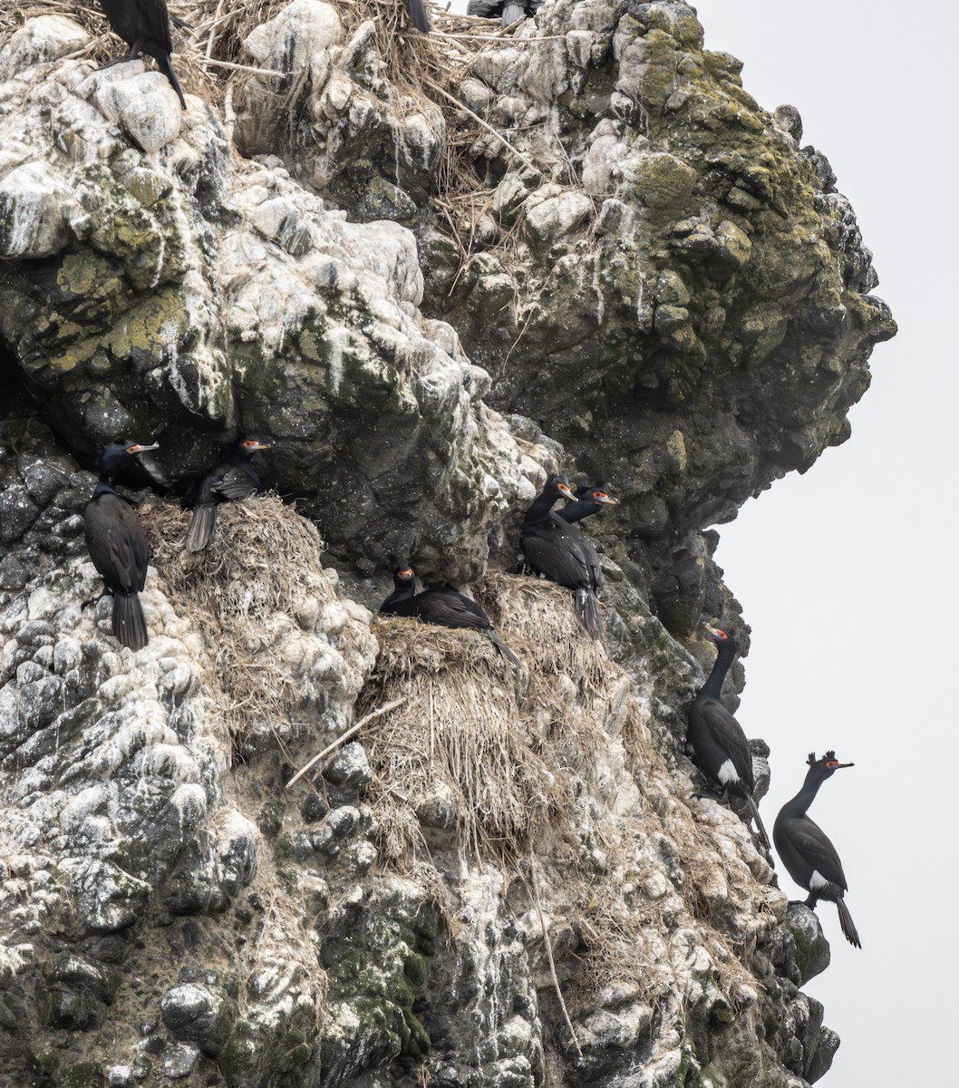 紅臉鸕鷀 - ML645030785