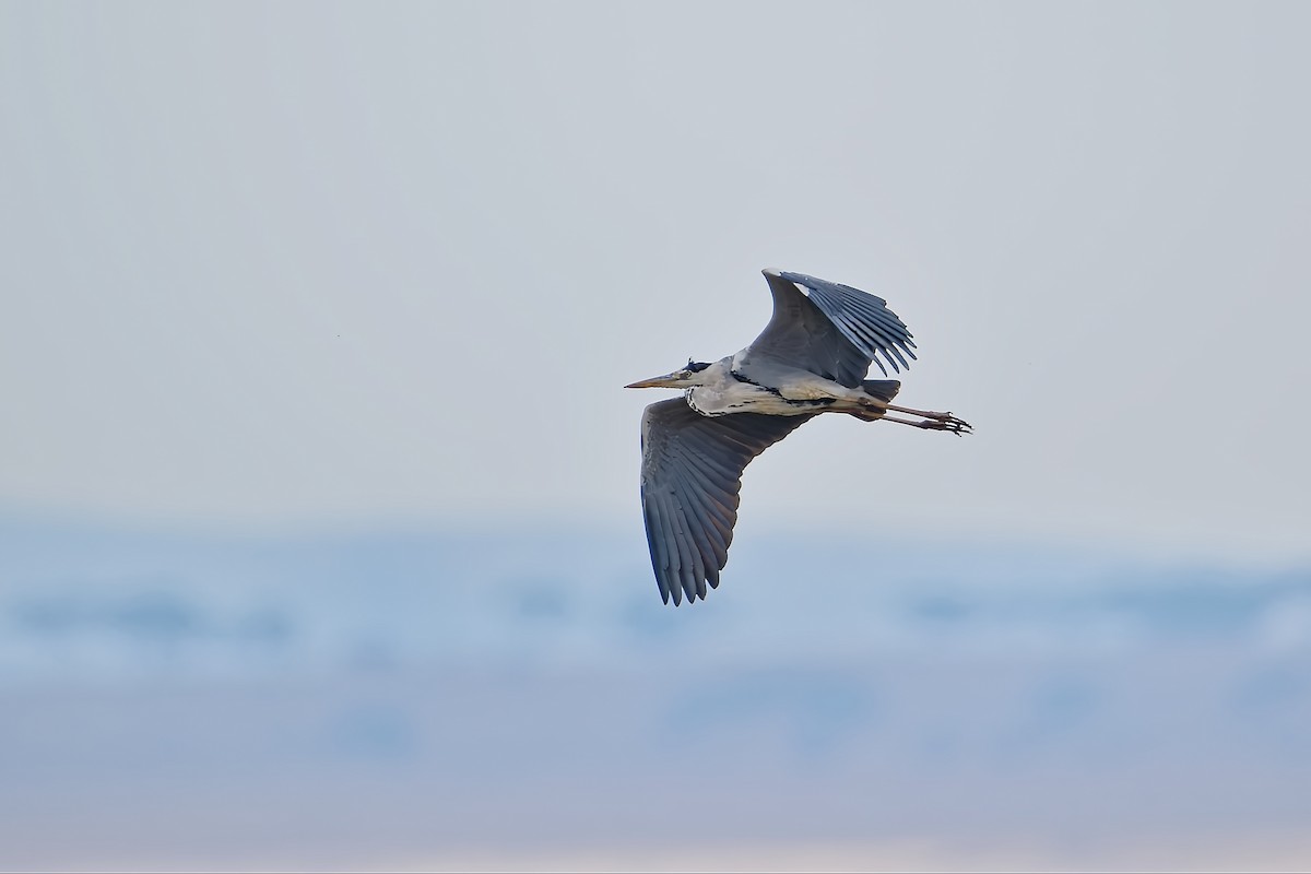 Gray Heron - ML645030786
