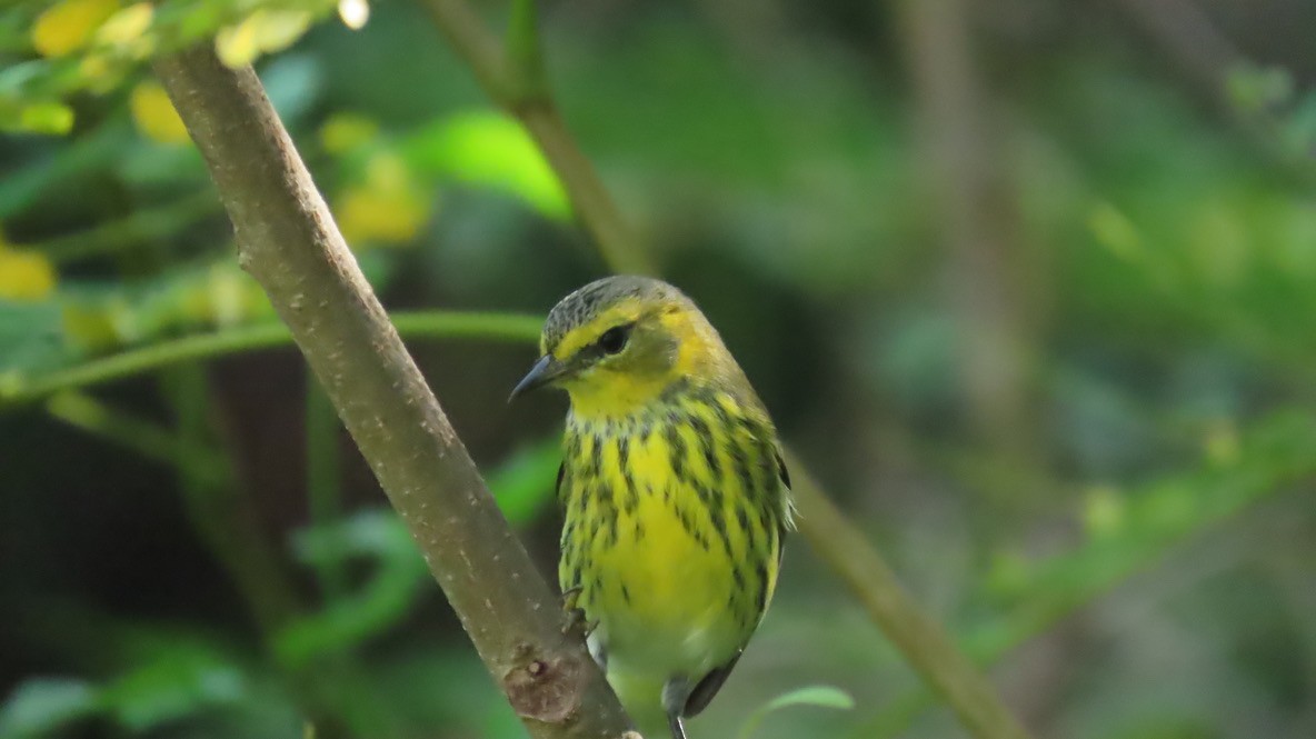 Cape May Warbler - ML645030789