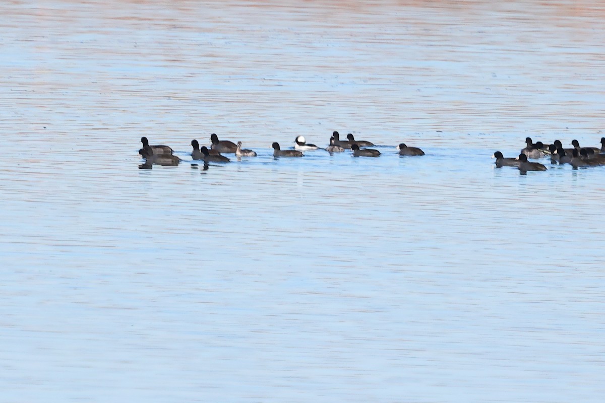 Bufflehead - ML645030797