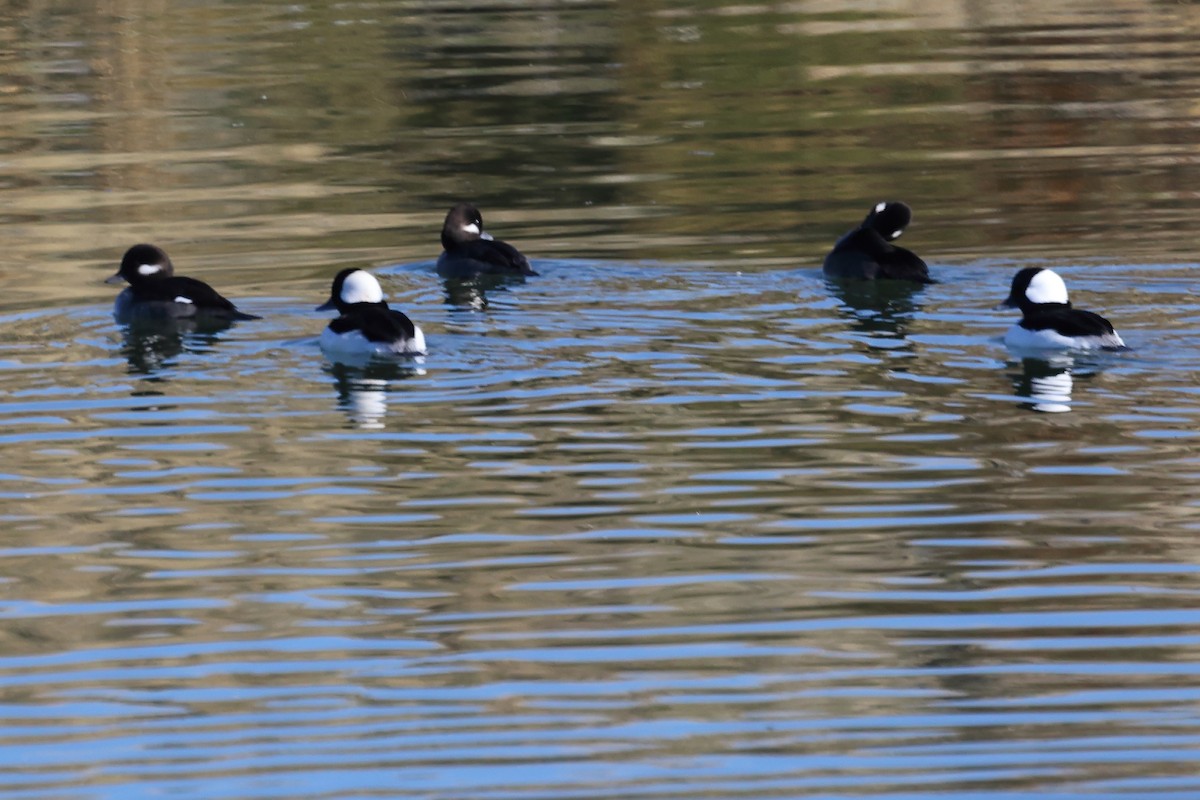Bufflehead - ML645030799