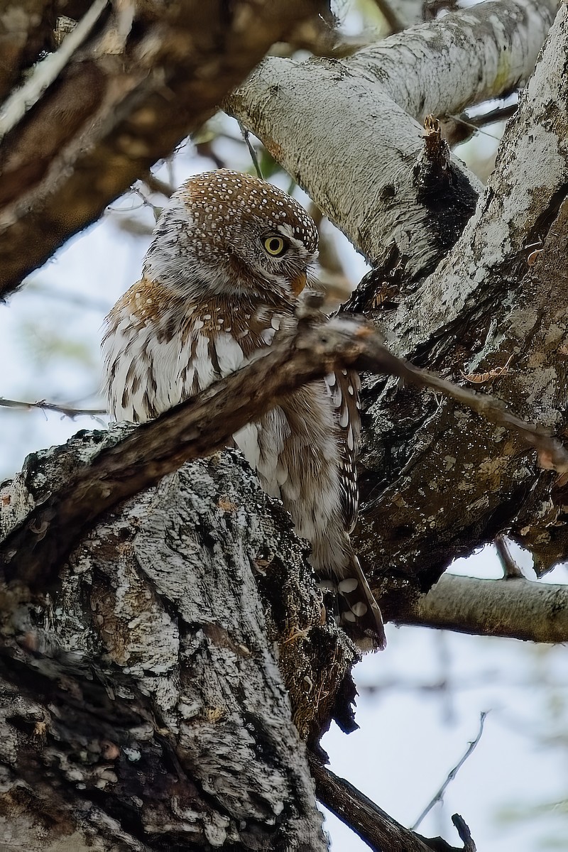 Pearl-spotted Owlet - ML645030806