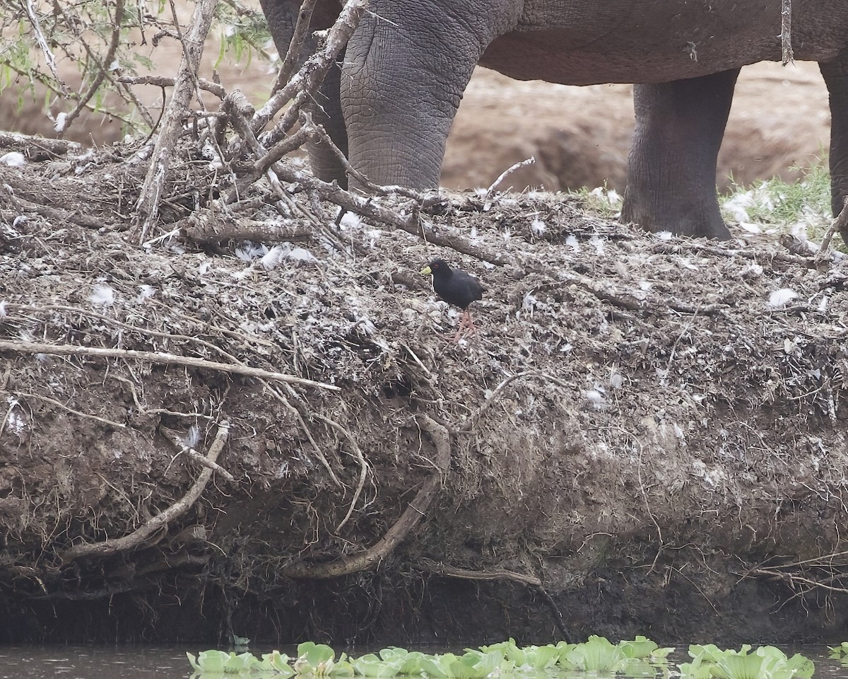 Black Crake - ML645030830