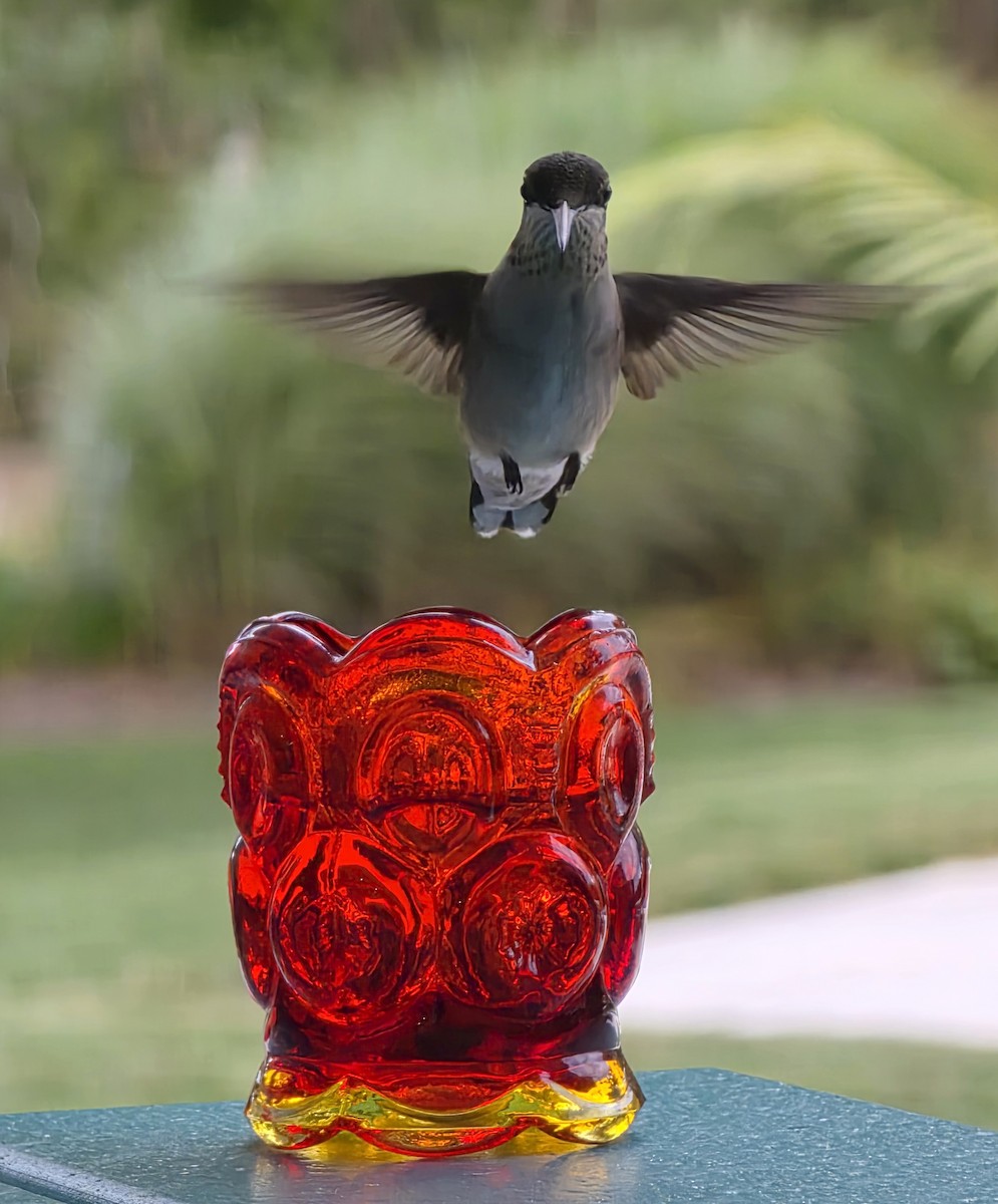 Колібрі рубіновогорлий - ML645030834