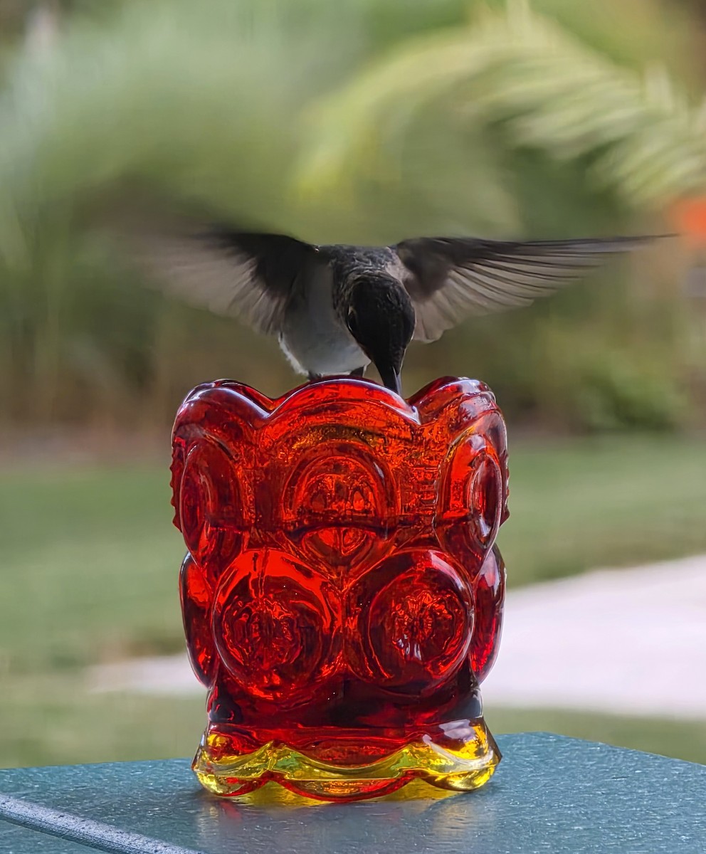 Колібрі рубіновогорлий - ML645030835