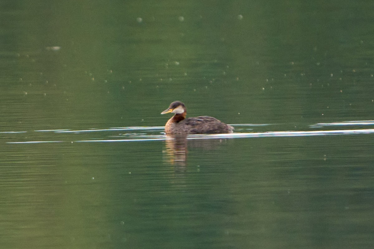 Red-necked Grebe - ML645030838