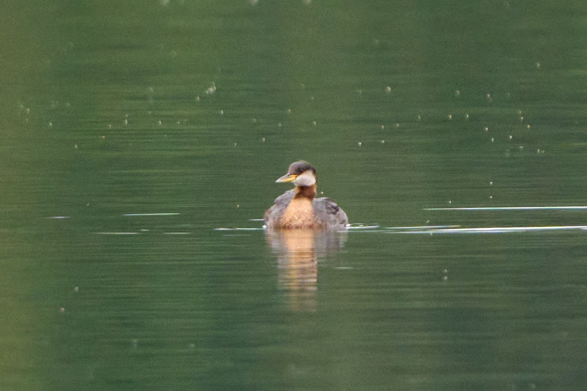 Red-necked Grebe - ML645030839