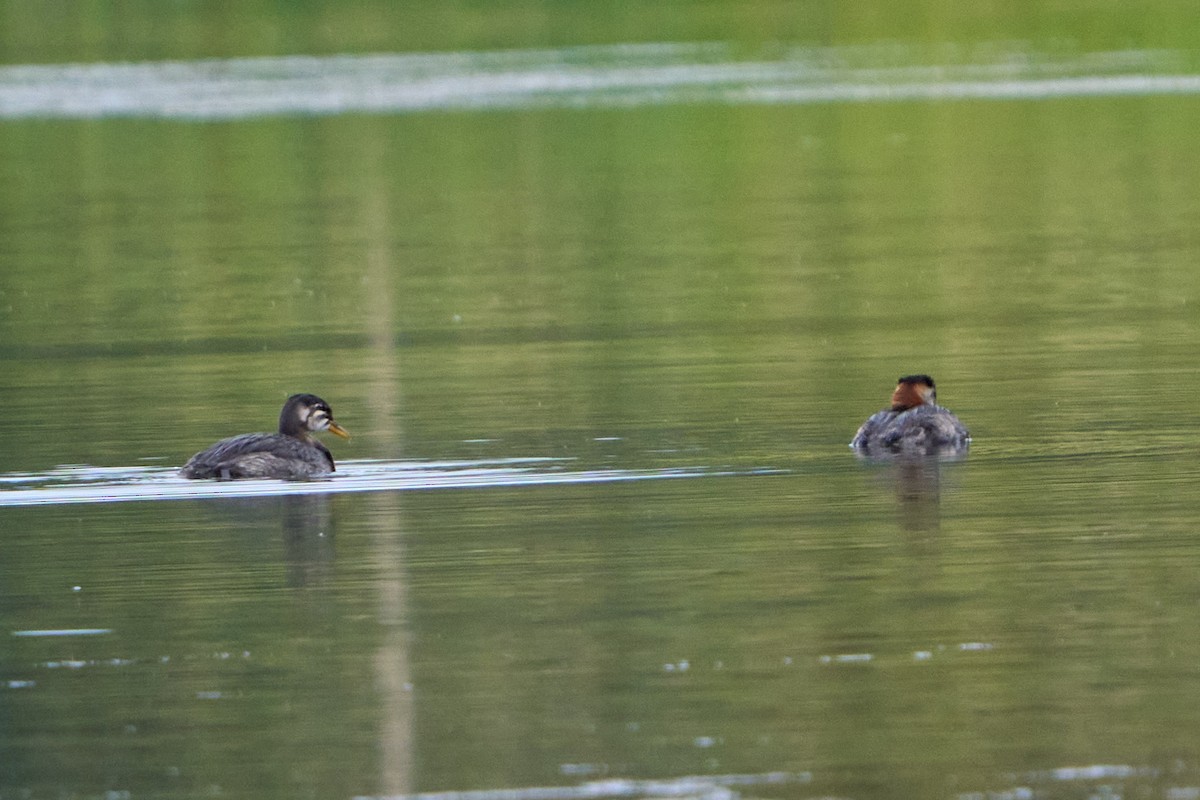 Red-necked Grebe - ML645030840