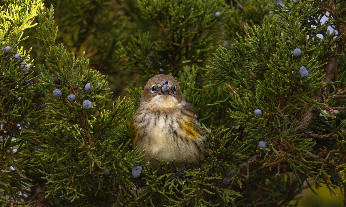 Paruline à croupion jaune - ML645030865