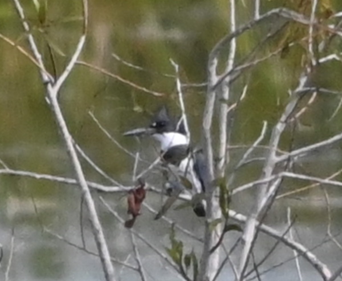 Martin handi iparramerikarra - ML645030867