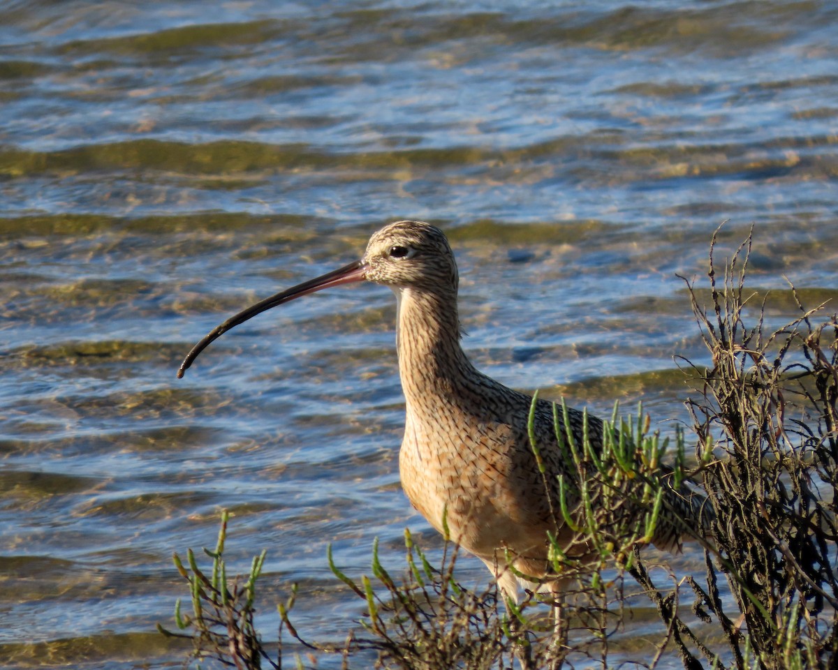 Кульон американський - ML645030877