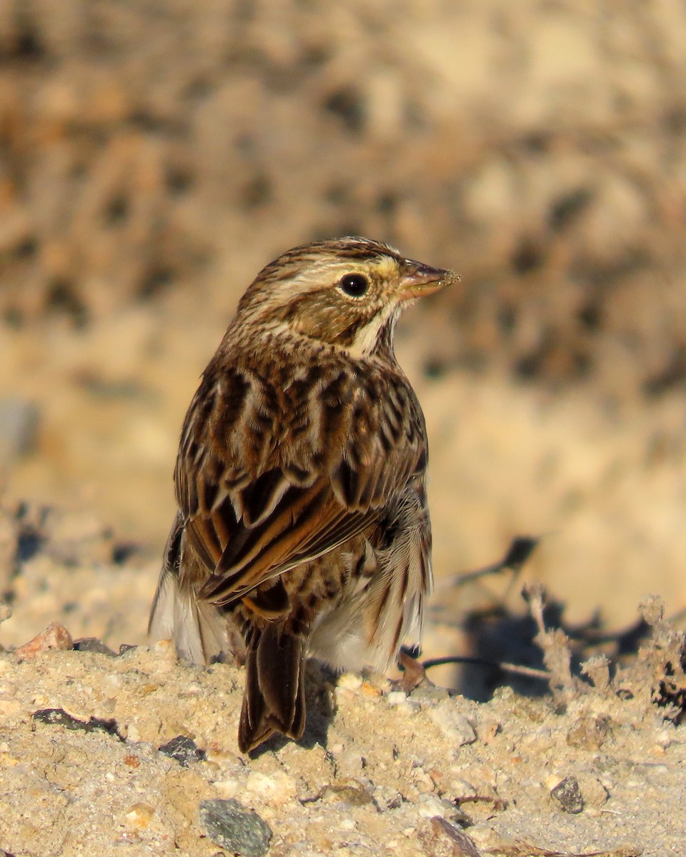 Savannah Serçesi - ML645030884