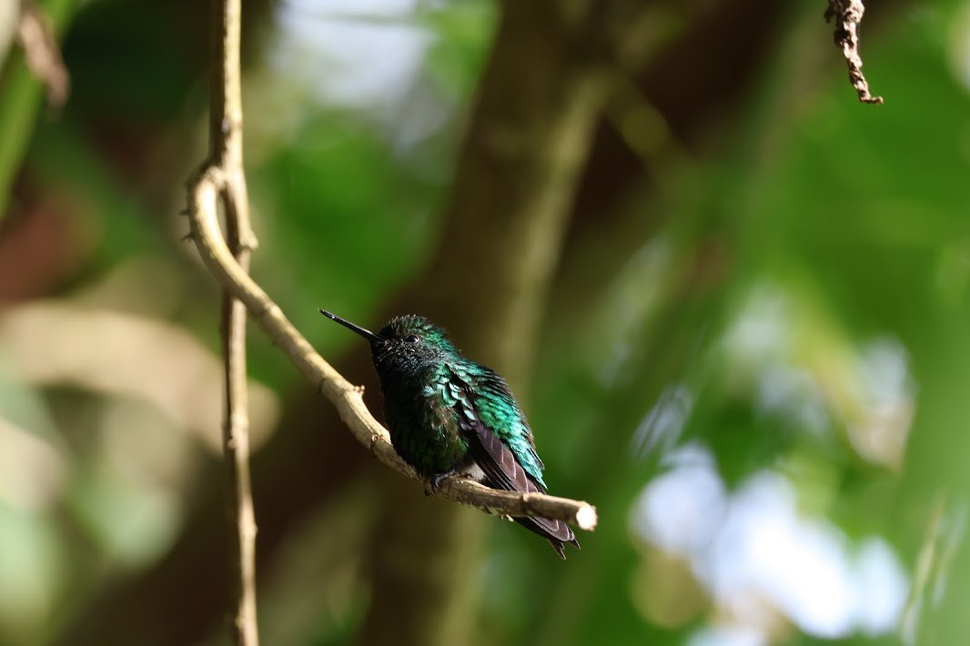 Western Emerald - ML645030893