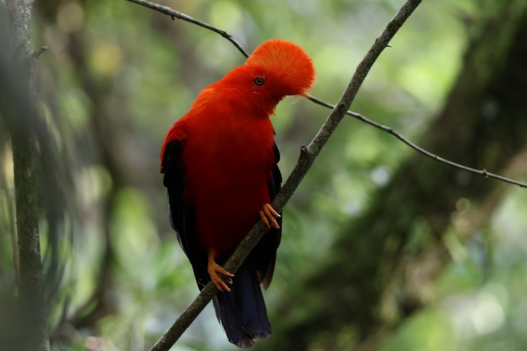 Andean Cock-of-the-rock - ML645030894