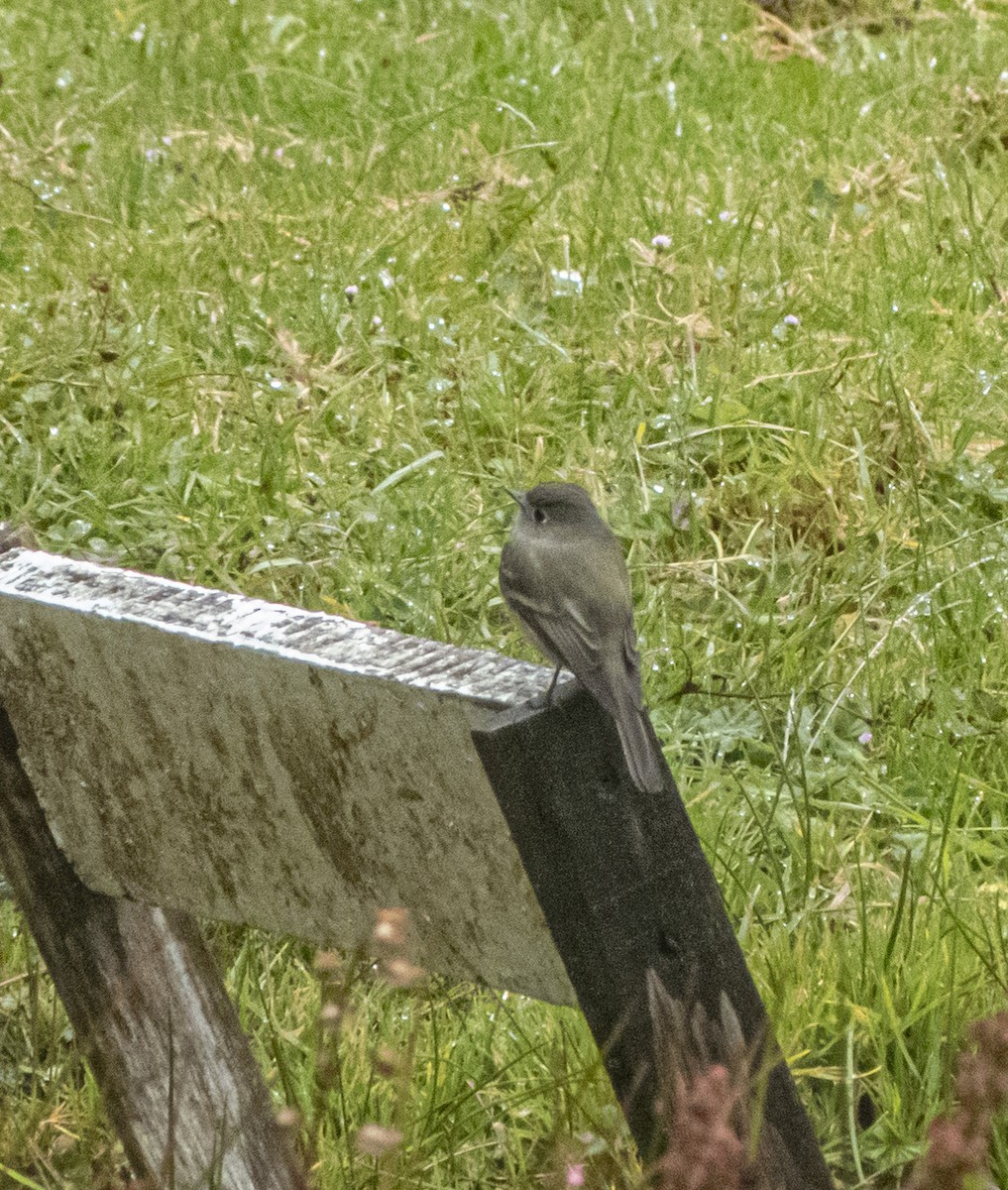 חטפית Empidonax בלתי-מזוהה - ML645030895