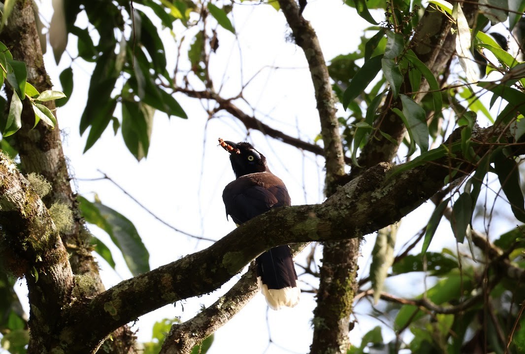 Black-chested Jay - ML645030899