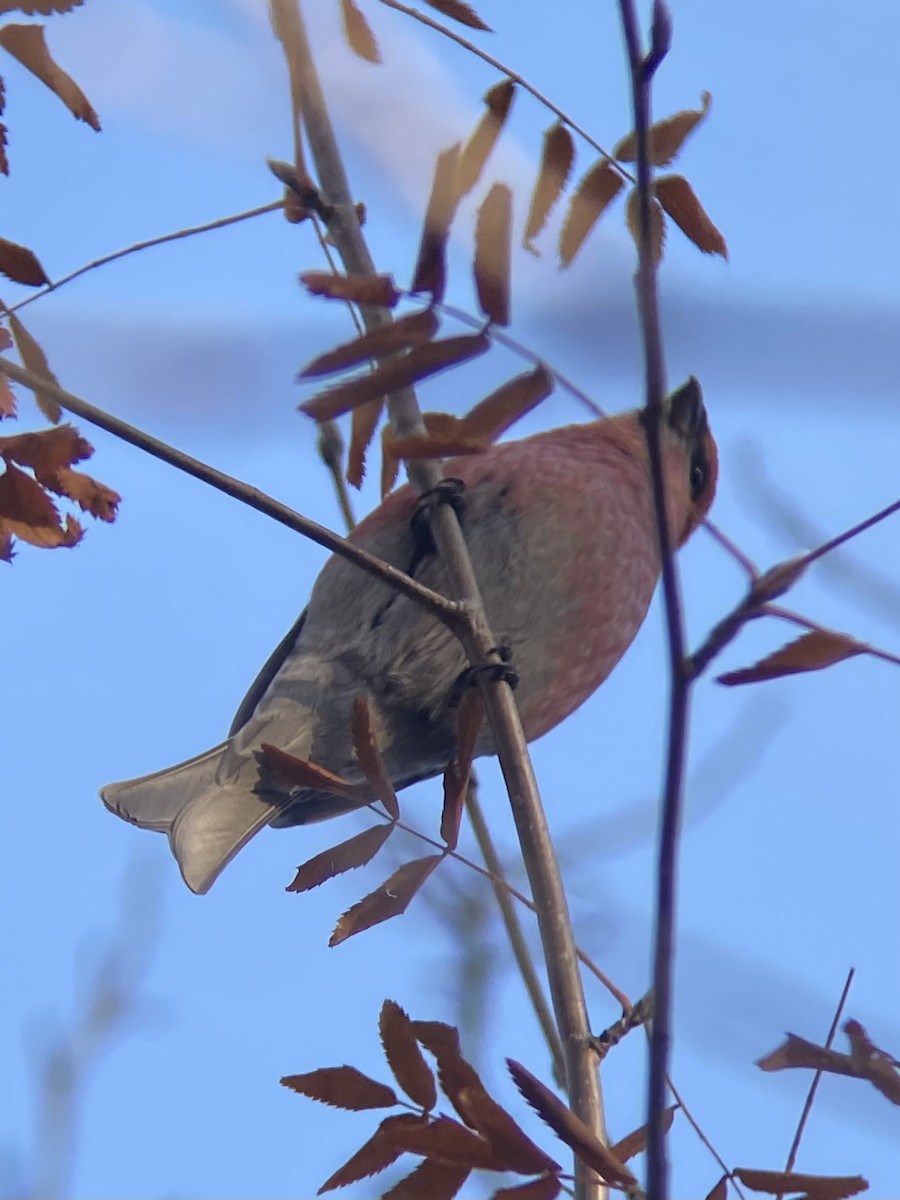 Pinu-gailupa - ML645030922