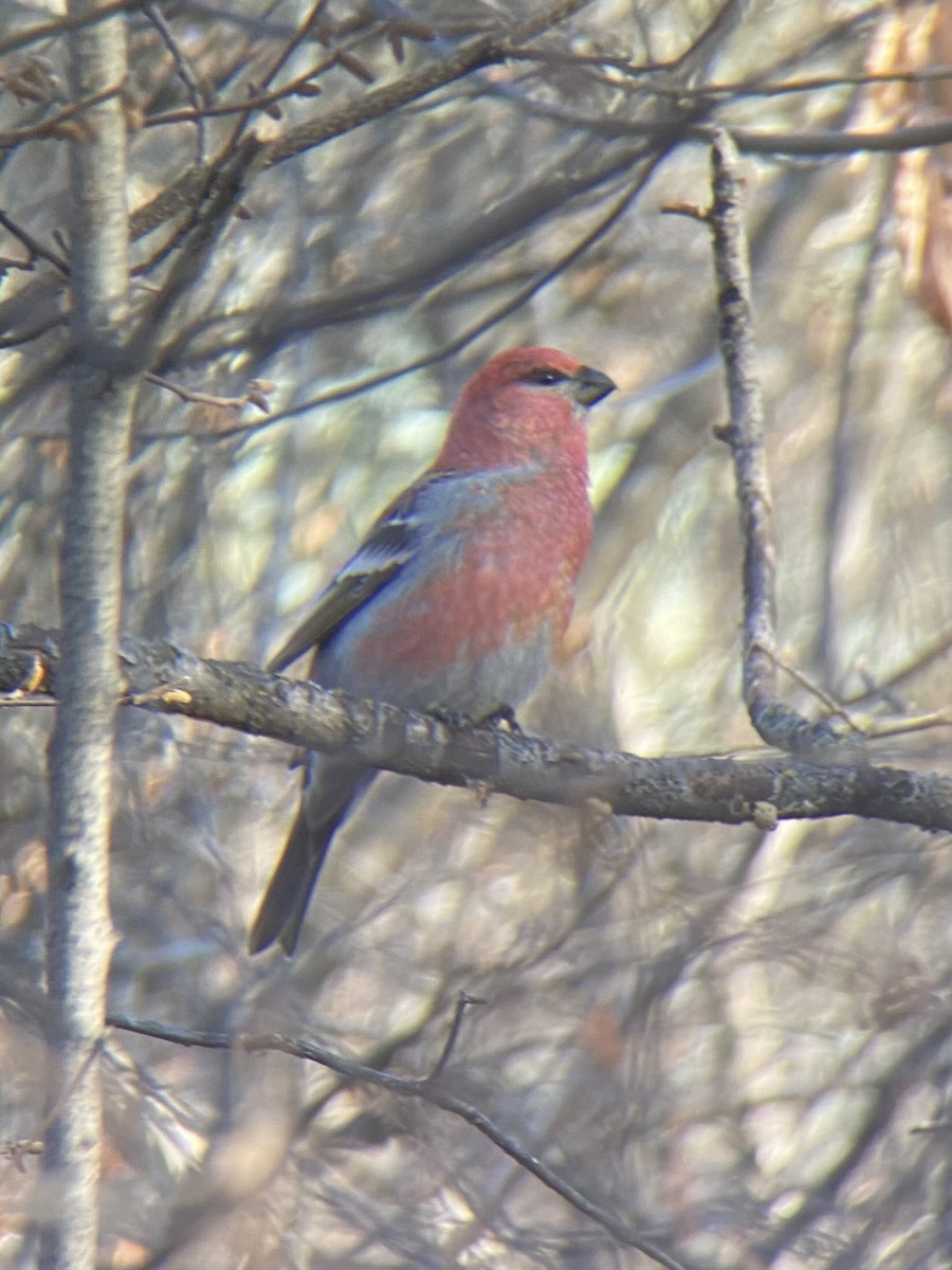 Pinu-gailupa - ML645030923