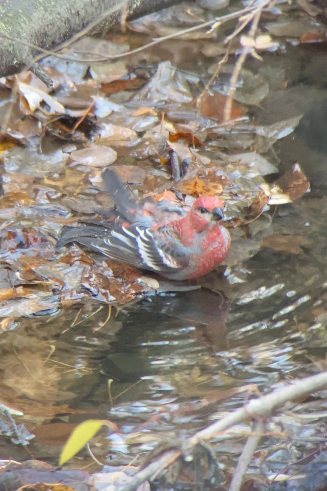 Pinu-gailupa - ML645030924