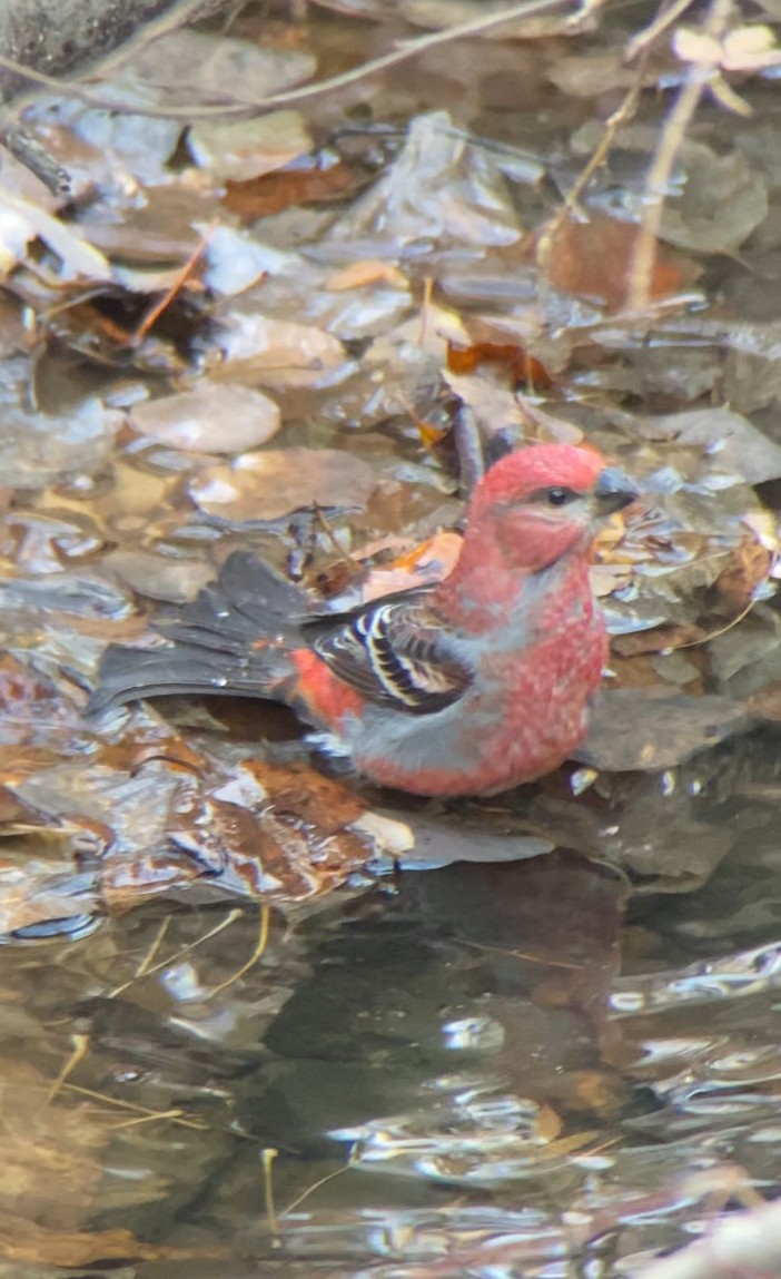 Pinu-gailupa - ML645030925