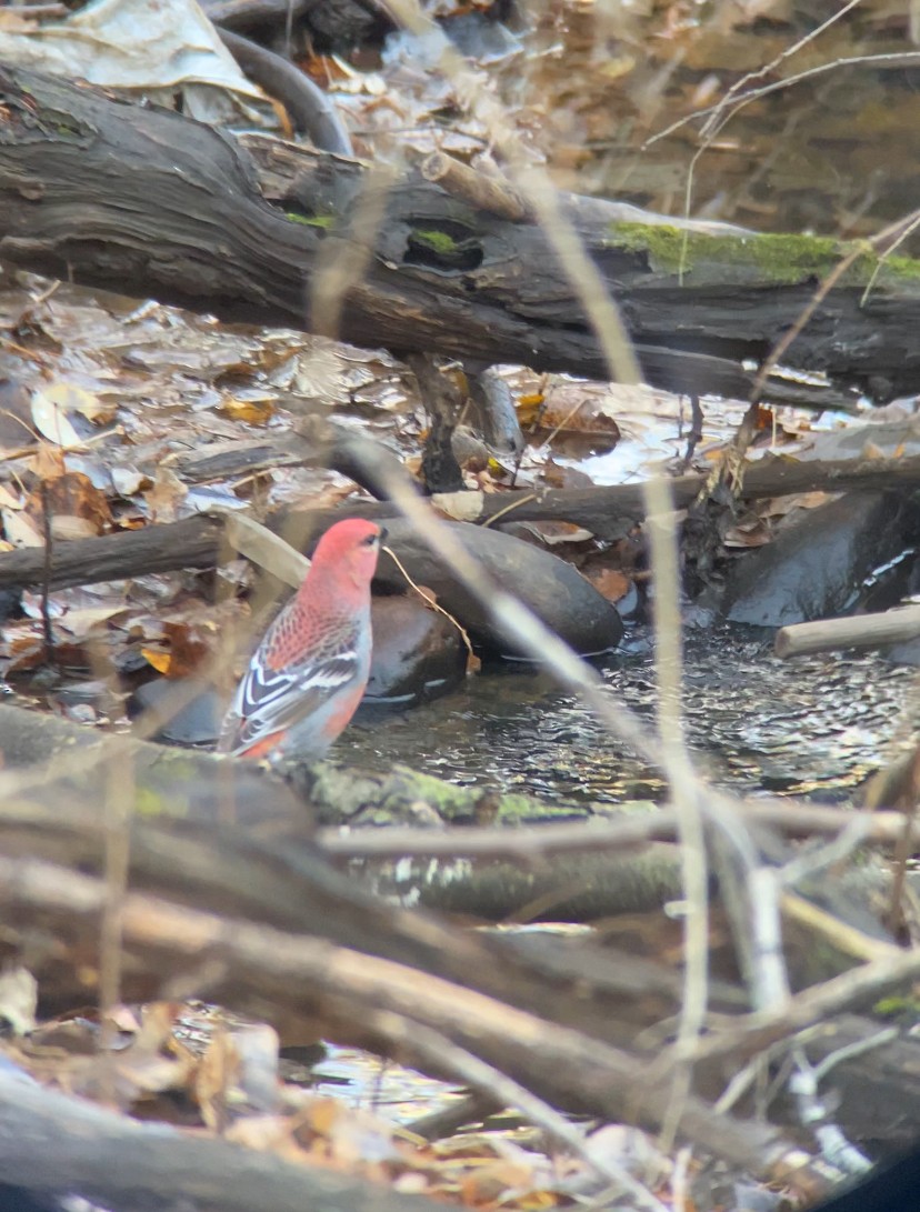 Pinu-gailupa - ML645030926