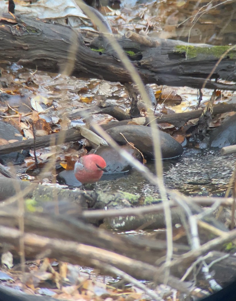 Pinu-gailupa - ML645030927