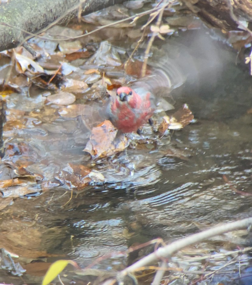 Pinu-gailupa - ML645030928